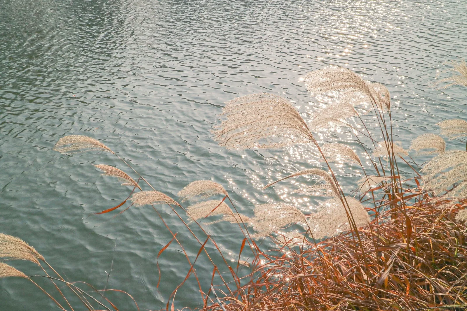 Marsh reeds catching low evening light across still water