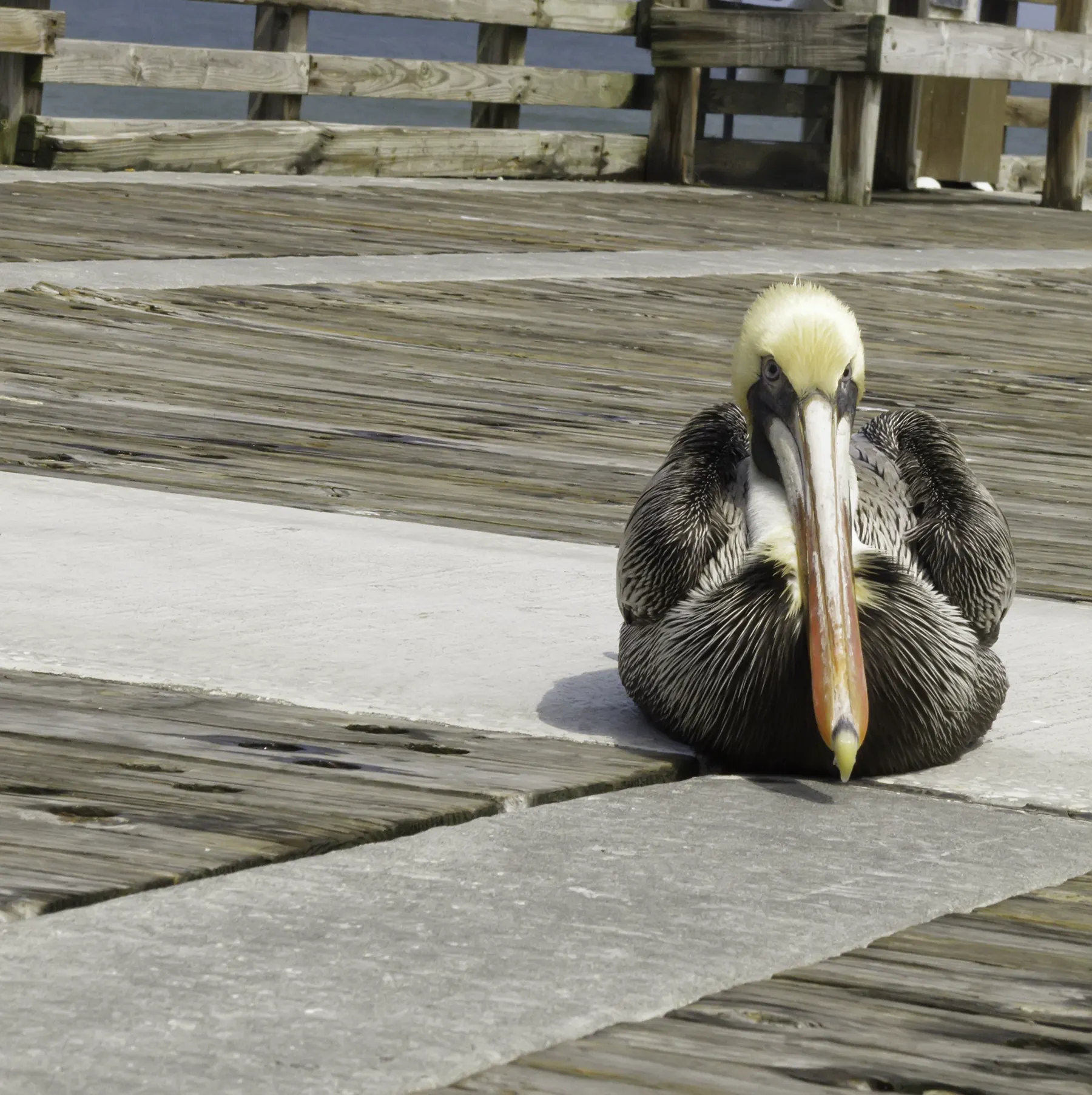 A pelican standing quietly at the end of a weathered boardwalk