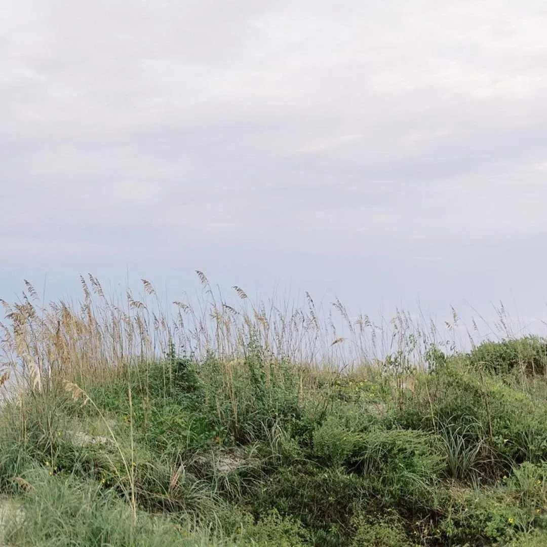 Sea oats and marsh grass catching the light near the water